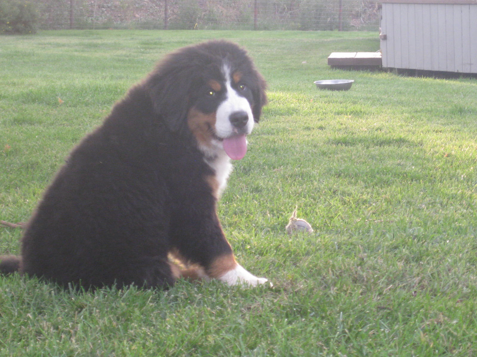 Bernese Grace